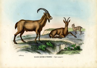 Wild Goat by Raimundo Petraroja
